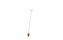 Dandelion Propeller [Adopt Me - Toys]