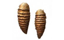 Chitin Plates [Dune Awakening Materials]