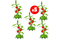 x5 Tomatrio (Plant) [Plants vs Brainrots]