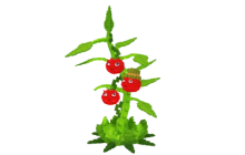 Tomatrio (Plant) (High Damage) [Plants vs Brainrots]