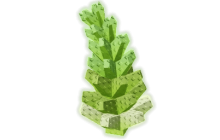 Romanesco Seed [Grow A Garden]
