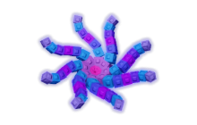 Octobloom Seed [Grow A Garden]