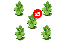 x5 Brussel Sprouts (Plant) [Plants vs Brainrots]