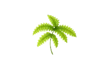 Fern Propeller [Adopt Me - Toys]