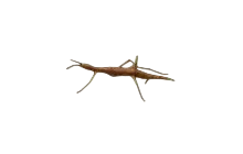 Natures Crossbow [Adopt Me - Toys]