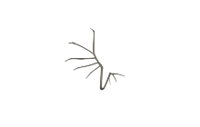 Bone Wings [Adopt Me - Pet Wear]