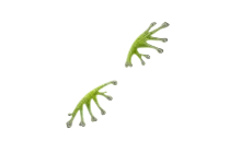 Natural Wings [Adopt Me - Pet Wear]