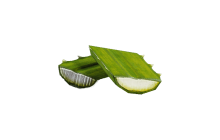 Agave [ARC Material]