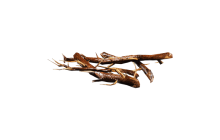 Roots [ARC Material]