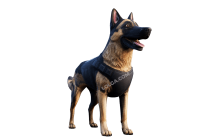 K9 [San Diego Border Roleplay]