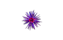 Blessing of Chayula [POE Currency]